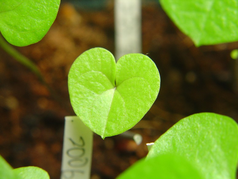 «ö¦¹¦b·sµøµ¡ÂsÄý¹Ï¤ù