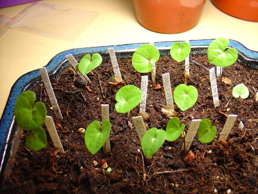 «ö¦¹¦b·sµøµ¡ÂsÄý¹Ï¤ù