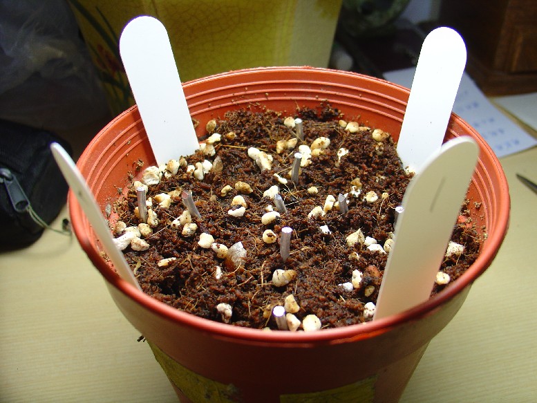 «ö¦¹¦b·sµøµ¡ÂsÄý¹Ï¤ù