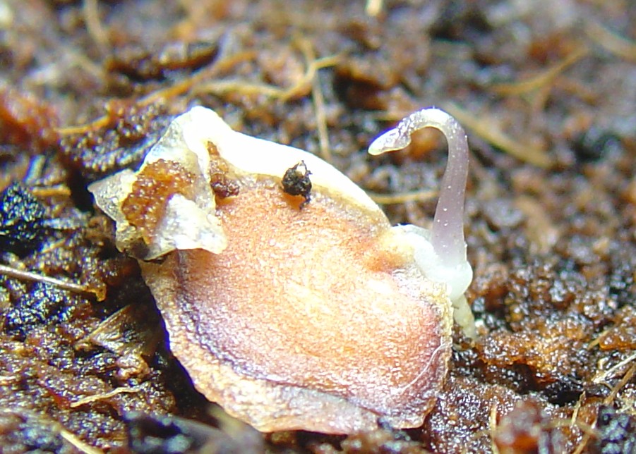 «ö¦¹¦b·sµøµ¡ÂsÄý¹Ï¤ù