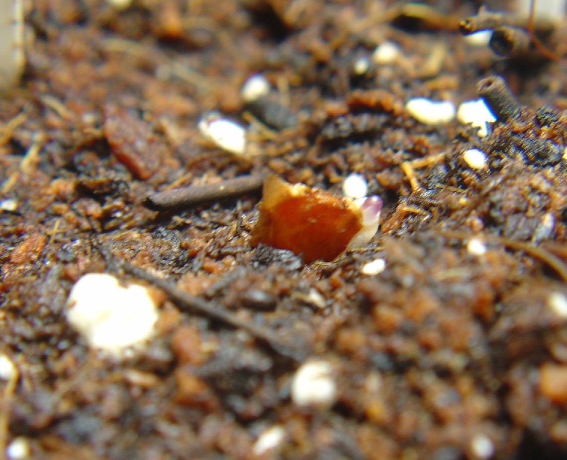 «ö¦¹¦b·sµøµ¡ÂsÄý¹Ï¤ù