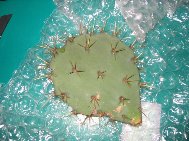 «ö¦¹¦b·sµøµ¡ÂsÄý¹Ï¤ù