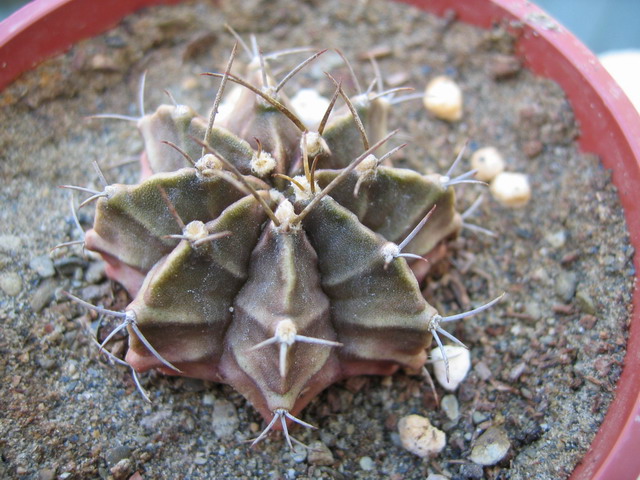 «ö¦¹¦b·sµøµ¡ÂsÄý¹Ï¤ù