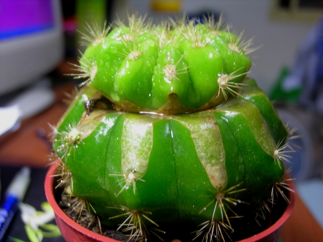 按此在新視窗瀏覽圖片