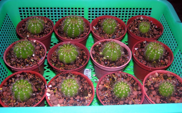 «ö¦¹¦b·sµøµ¡ÂsÄý¹Ï¤ù