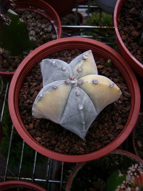 «ö¦¹¦b·sµøµ¡ÂsÄý¹Ï¤ù