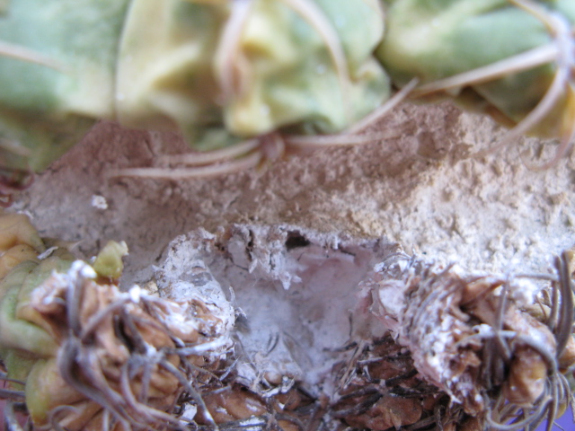 «ö¦¹¦b·sµøµ¡ÂsÄý¹Ï¤ù