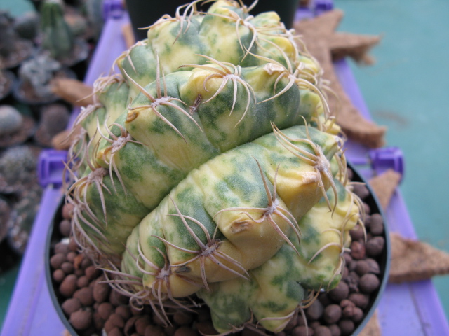 «ö¦¹¦b·sµøµ¡ÂsÄý¹Ï¤ù