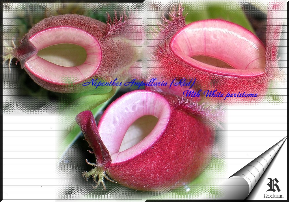 «ö¦¹¦b·sµøµ¡ÂsÄý¹Ï¤ù