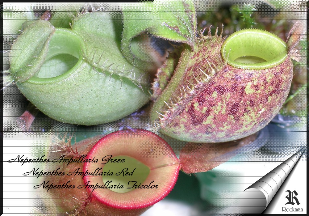 «ö¦¹¦b·sµøµ¡ÂsÄý¹Ï¤ù