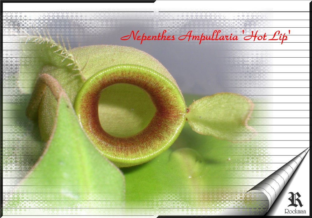 «ö¦¹¦b·sµøµ¡ÂsÄý¹Ï¤ù