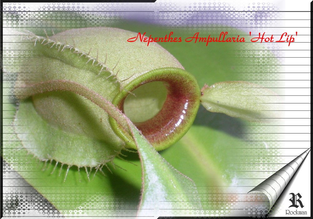 «ö¦¹¦b·sµøµ¡ÂsÄý¹Ï¤ù