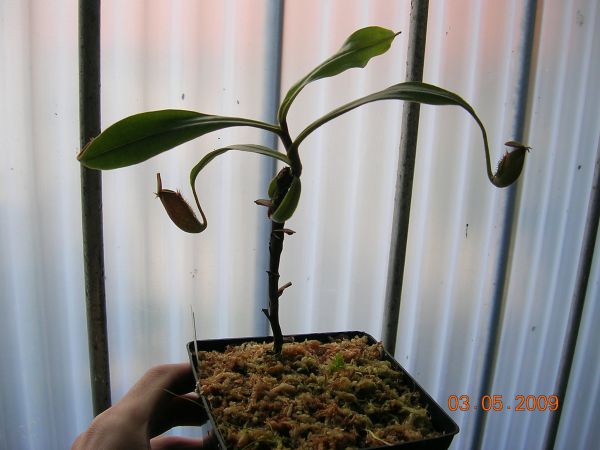 «ö¦¹¦b·sµøµ¡ÂsÄý¹Ï¤ù