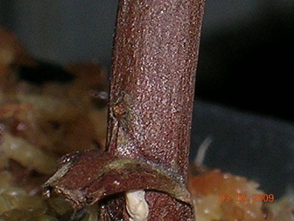 «ö¦¹¦b·sµøµ¡ÂsÄý¹Ï¤ù