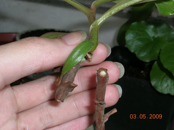 «ö¦¹¦b·sµøµ¡ÂsÄý¹Ï¤ù