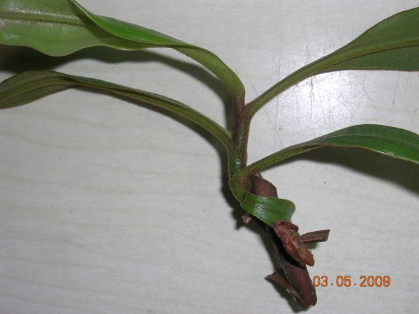 «ö¦¹¦b·sµøµ¡ÂsÄý¹Ï¤ù