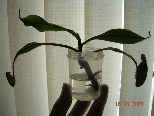 «ö¦¹¦b·sµøµ¡ÂsÄý¹Ï¤ù