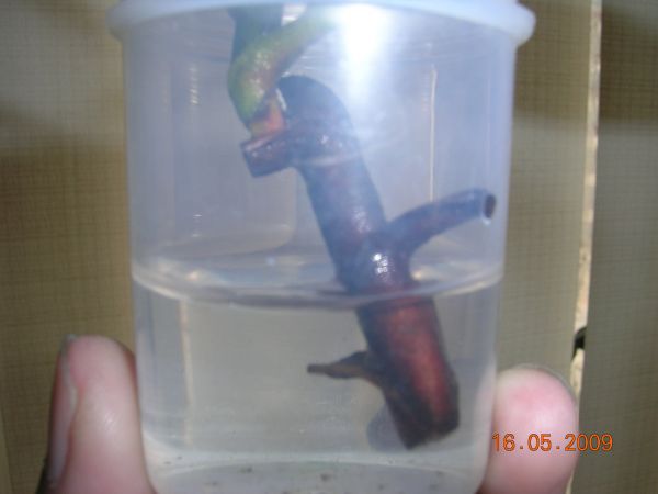 «ö¦¹¦b·sµøµ¡ÂsÄý¹Ï¤ù