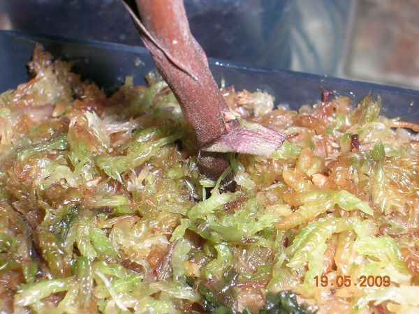 «ö¦¹¦b·sµøµ¡ÂsÄý¹Ï¤ù