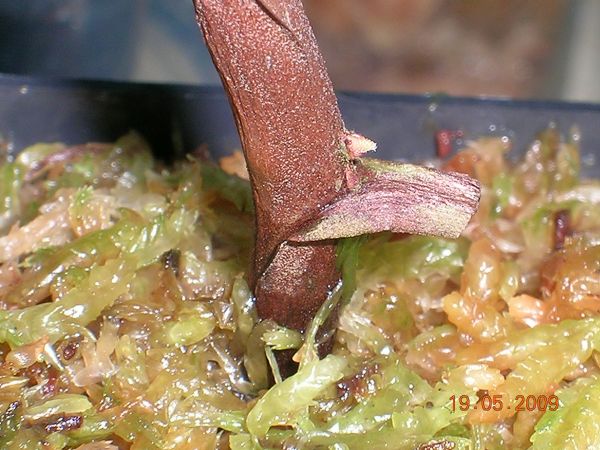 «ö¦¹¦b·sµøµ¡ÂsÄý¹Ï¤ù