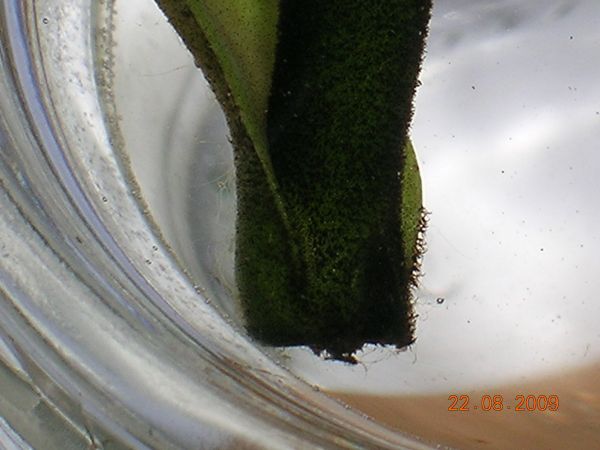 «ö¦¹¦b·sµøµ¡ÂsÄý¹Ï¤ù