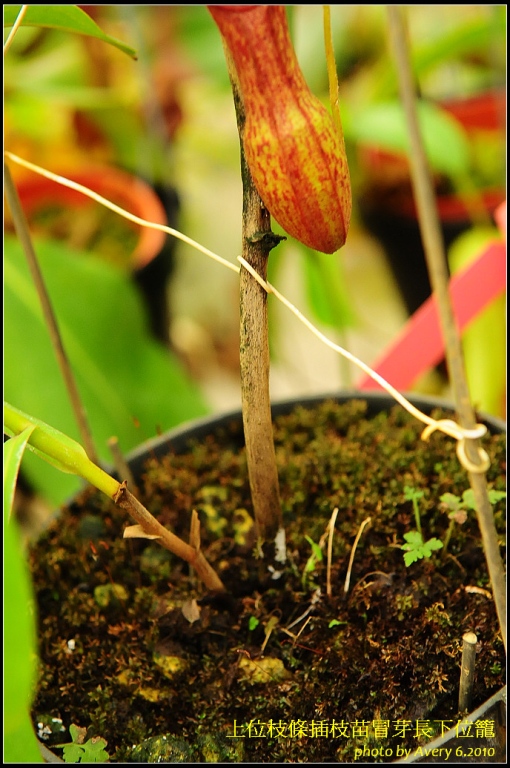 «ö¦¹¦b·sµøµ¡ÂsÄý¹Ï¤ù