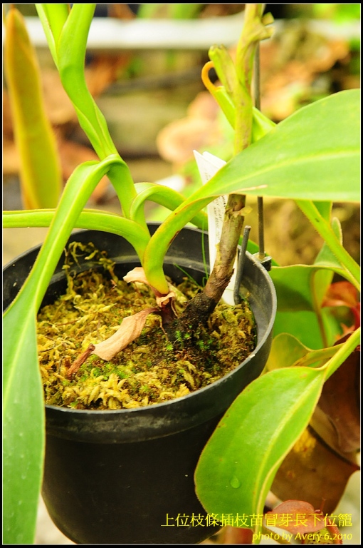 «ö¦¹¦b·sµøµ¡ÂsÄý¹Ï¤ù