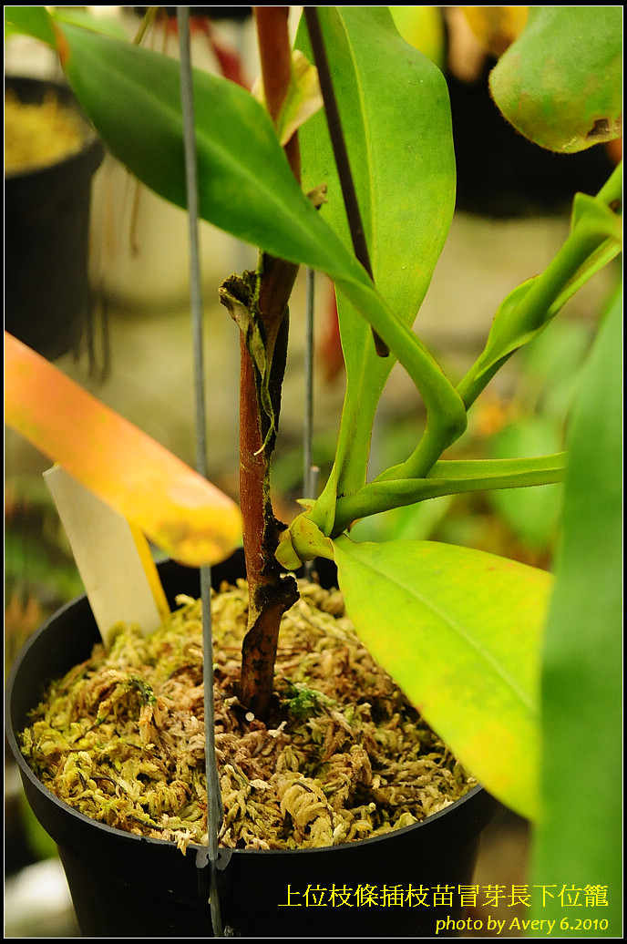 «ö¦¹¦b·sµøµ¡ÂsÄý¹Ï¤ù