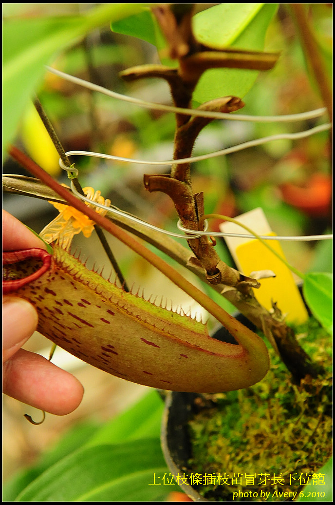 «ö¦¹¦b·sµøµ¡ÂsÄý¹Ï¤ù