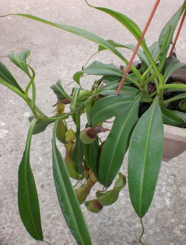 «ö¦¹¦b·sµøµ¡ÂsÄý¹Ï¤ù