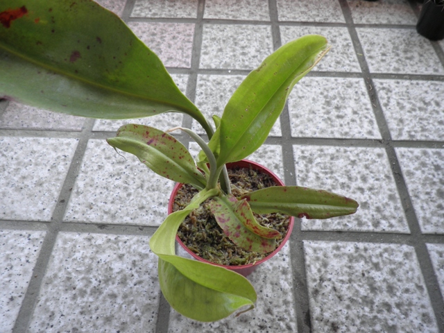 «ö¦¹¦b·sµøµ¡ÂsÄý¹Ï¤ù