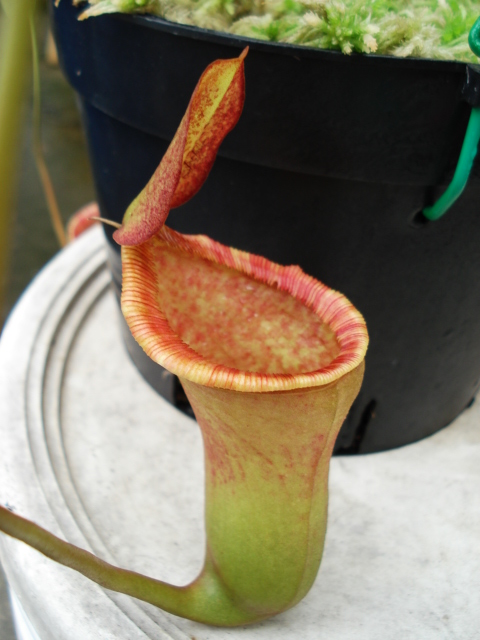 按此在新視窗瀏覽圖片