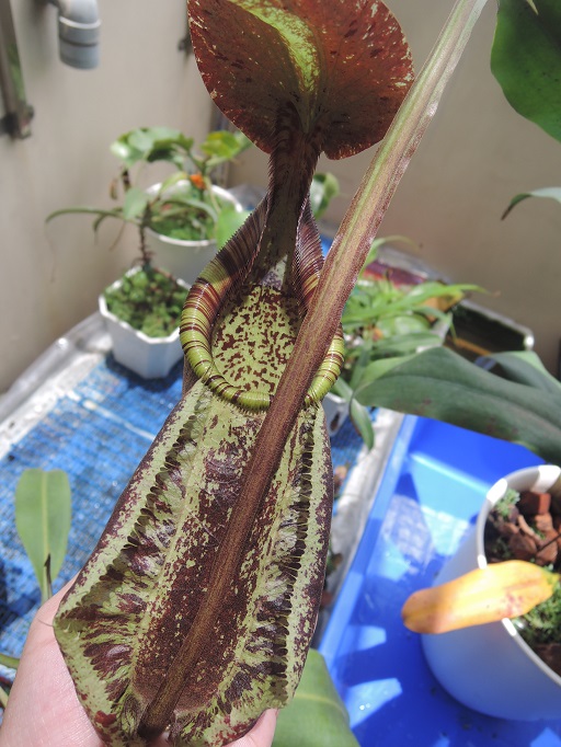 按此在新視窗瀏覽圖片