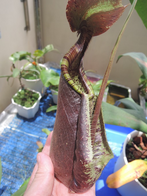 按此在新視窗瀏覽圖片