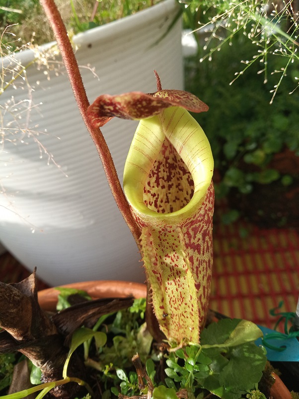 按此在新視窗瀏覽圖片