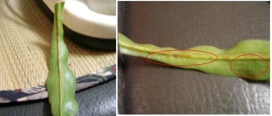 «ö¦¹¦b·sµøµ¡ÂsÄý¹Ï¤ù