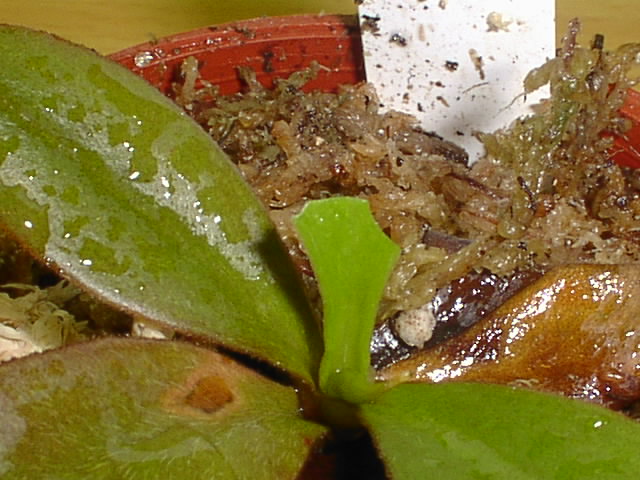 «ö¦¹¦b·sµøµ¡ÂsÄý¹Ï¤ù