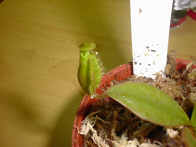 «ö¦¹¦b·sµøµ¡ÂsÄý¹Ï¤ù