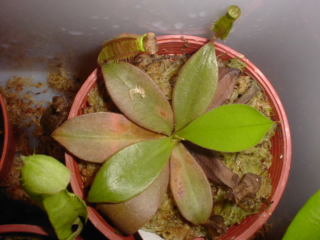 «ö¦¹¦b·sµøµ¡ÂsÄý¹Ï¤ù