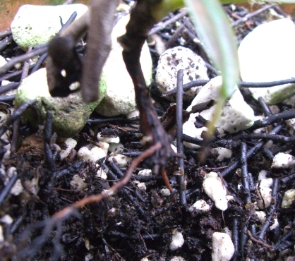 «ö¦¹¦b·sµøµ¡ÂsÄý¹Ï¤ù