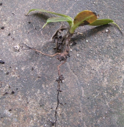 «ö¦¹¦b·sµøµ¡ÂsÄý¹Ï¤ù