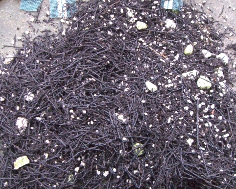 «ö¦¹¦b·sµøµ¡ÂsÄý¹Ï¤ù