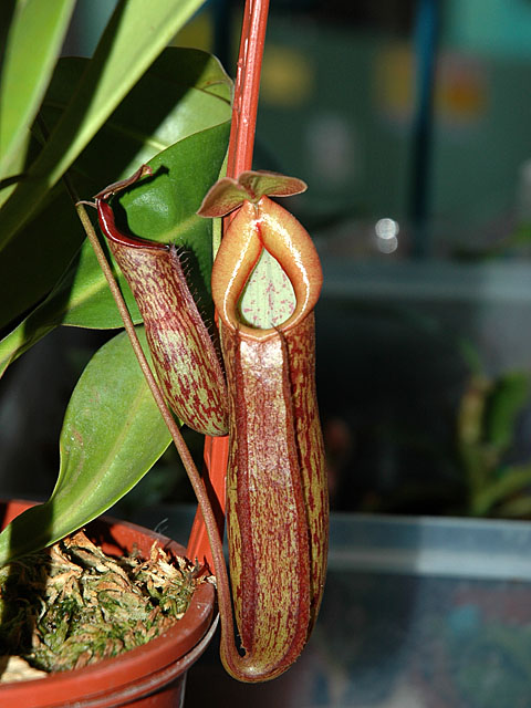 «ö¦¹¦b·sµøµ¡ÂsÄý¹Ï¤ù