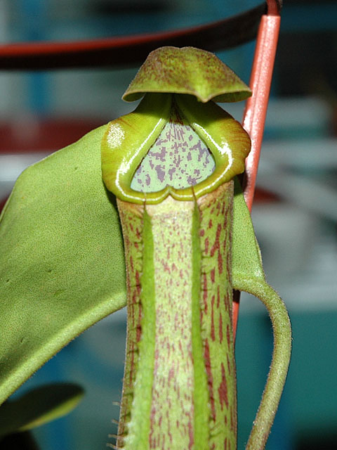 «ö¦¹¦b·sµøµ¡ÂsÄý¹Ï¤ù