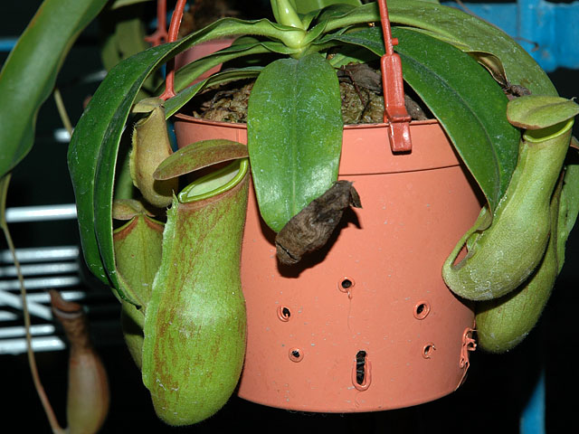 «ö¦¹¦b·sµøµ¡ÂsÄý¹Ï¤ù