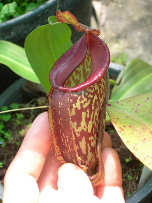 «ö¦¹¦b·sµøµ¡ÂsÄý¹Ï¤ù