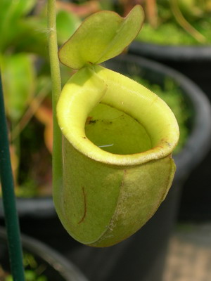 «ö¦¹¦b·sµøµ¡ÂsÄý¹Ï¤ù