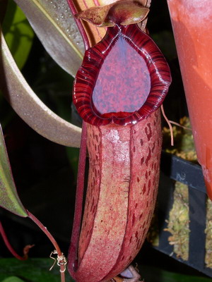 «ö¦¹¦b·sµøµ¡ÂsÄý¹Ï¤ù