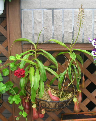 «ö¦¹¦b·sµøµ¡ÂsÄý¹Ï¤ù