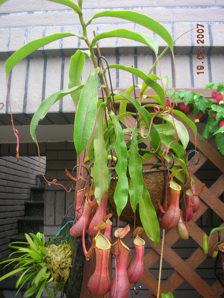 «ö¦¹¦b·sµøµ¡ÂsÄý¹Ï¤ù